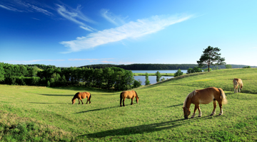 country_life_abbazia_spineto_02