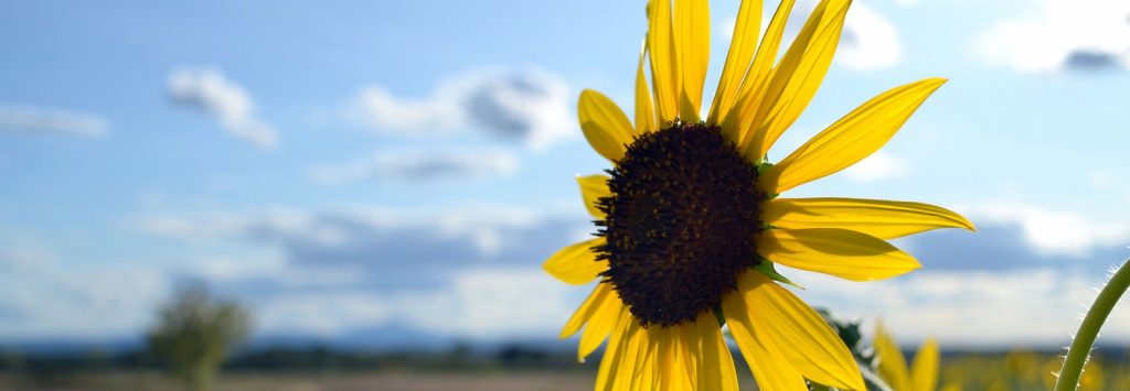 viaggio di nozze in toscana